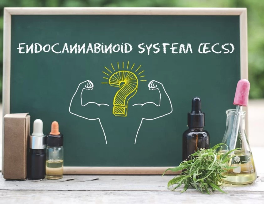 Hogyan hat a CBD: az endokannabinoid rendszerről (ECS)